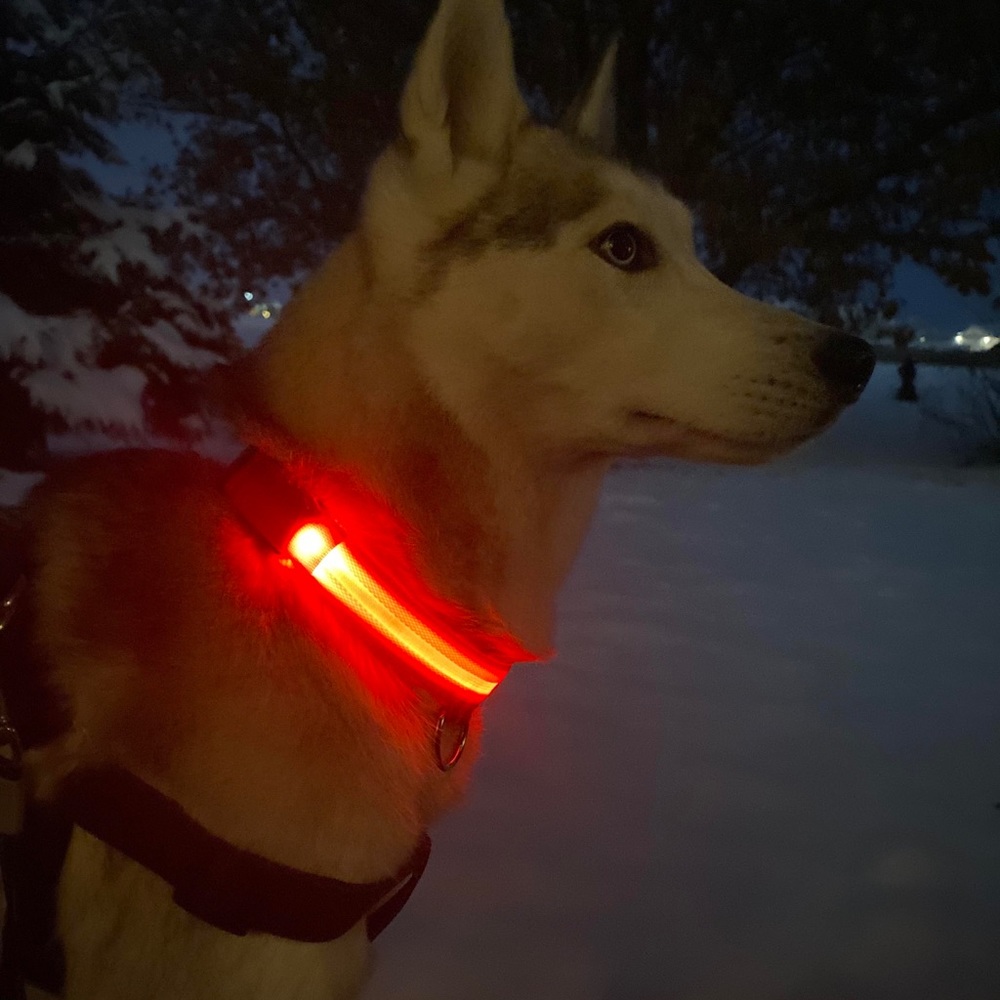 Dog collar LED rechargeable  NEW